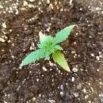 Frostbanger Auto