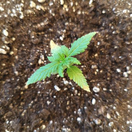 Frostbanger Auto