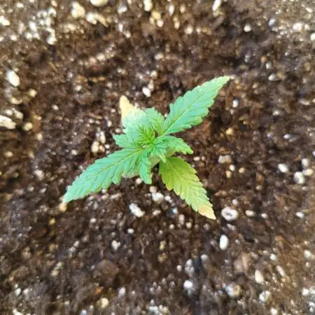Frostbanger Auto