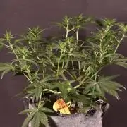 3 Delicious Fast Buds Outdoor Autos