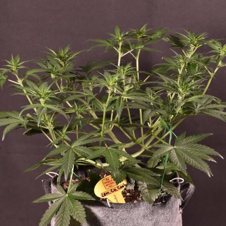 3 Delicious Fast Buds Outdoor Autos