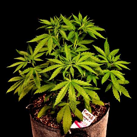 Purple Juice Auto Outdoors