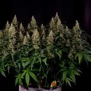 3 Delicious Fast Buds Outdoor Autos