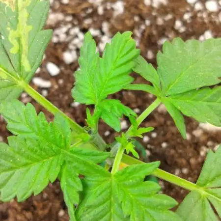 Jet Fuel Mandarine Auto