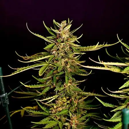 Mac #1 Outdoor