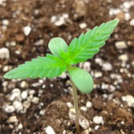 Sour Jealousy Auto