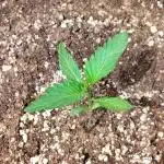 Pineapple Slush Auto