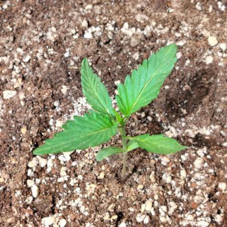 Pineapple Slush Auto