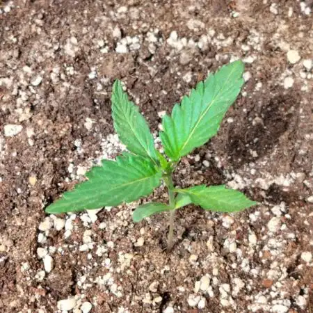 Pineapple Slush Auto