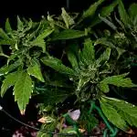 Pineapple Slush Auto