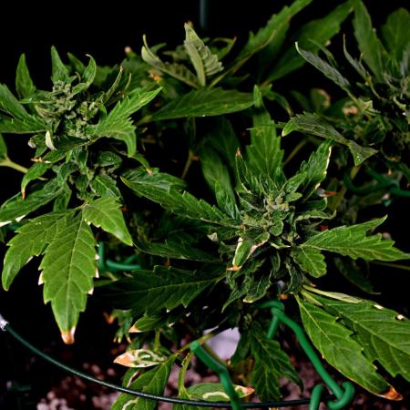 Pineapple Slush Auto