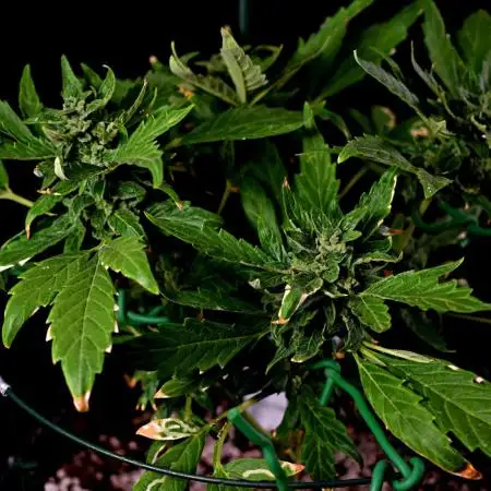 Pineapple Slush Auto
