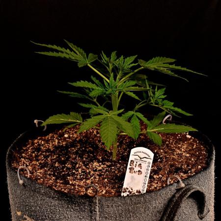 Big Bud Auto Outdoors