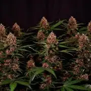 3 Delicious Fast Buds Outdoor Autos