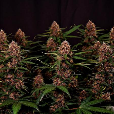 3 Delicious Fast Buds Outdoor Autos