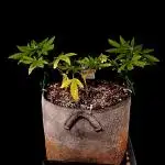 Frostbanger Auto