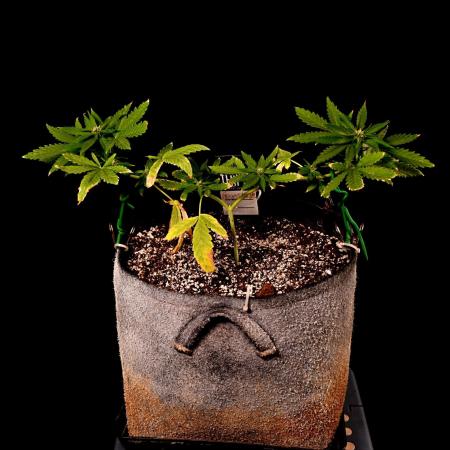 Frostbanger Auto