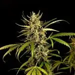 Big Bud Auto Outdoors