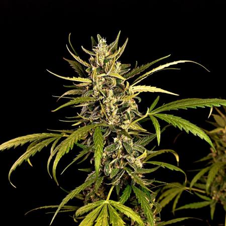 Big Bud Auto Outdoors