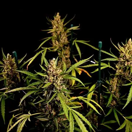 Purple Juice Auto Outdoors