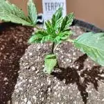 Pineapple Slush Auto