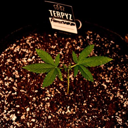 Frostbanger Auto