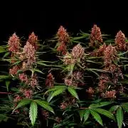 3 Delicious Fast Buds Outdoor Autos