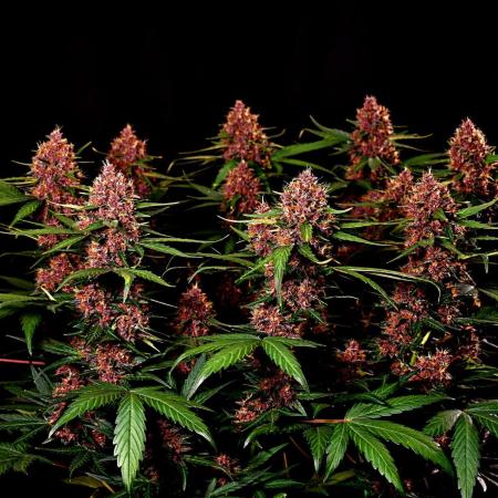 3 Delicious Fast Buds Outdoor Autos