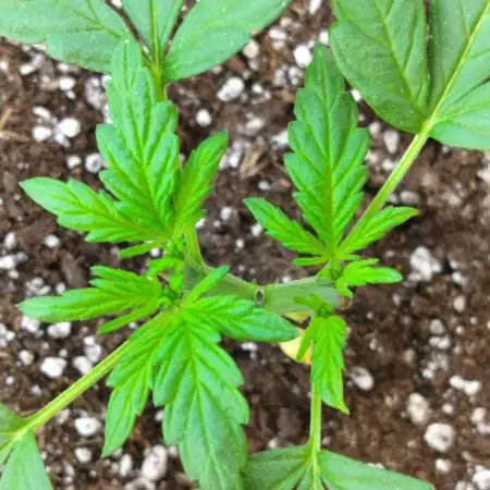 Pineapple Slush Auto