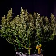 3 Delicious Fast Buds Outdoor Autos
