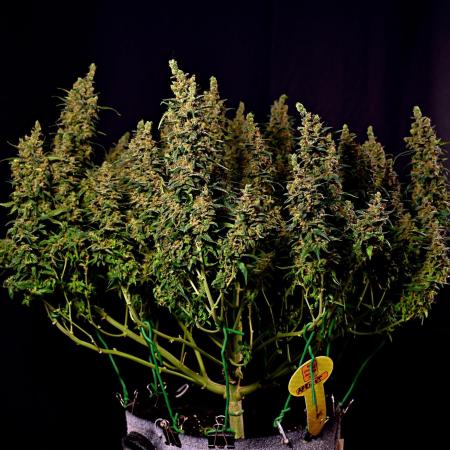 3 Delicious Fast Buds Outdoor Autos