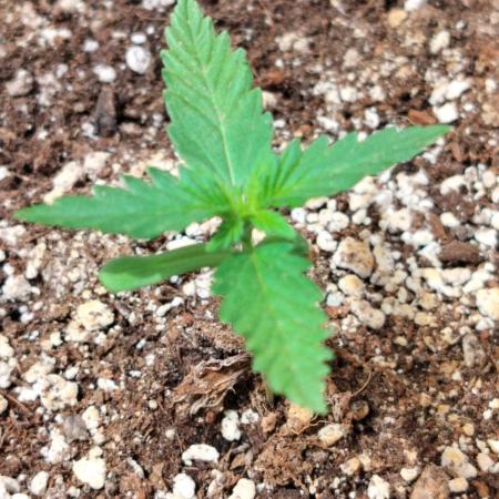 Jet Fuel Mandarine Auto