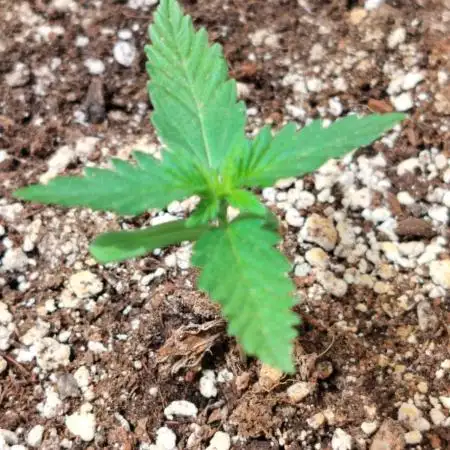 Jet Fuel Mandarine Auto