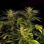 Mac #1 Outdoor
