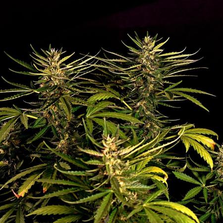 Mac #1 Outdoor