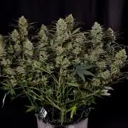 3 Delicious Fast Buds Outdoor Autos