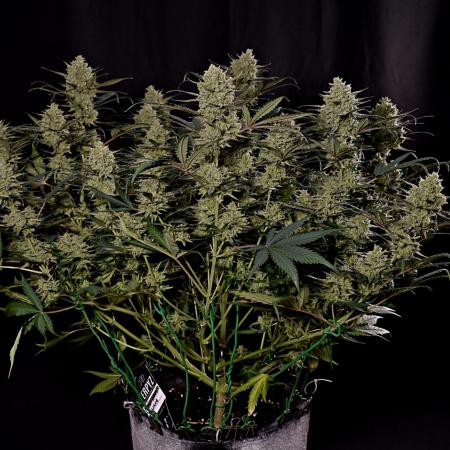 3 Delicious Fast Buds Outdoor Autos