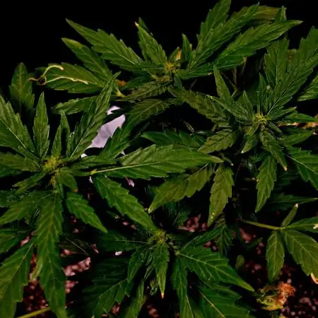 Pineapple Slush Auto