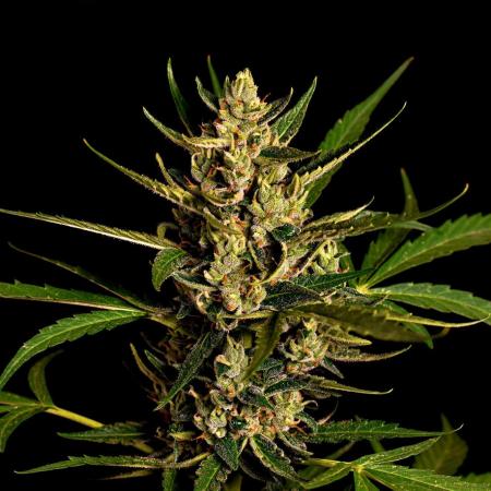 Purple Juice Auto Outdoors