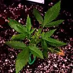 Sour Jealousy Auto
