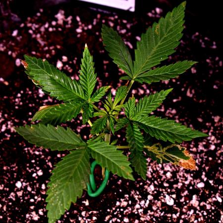 Sour Jealousy Auto
