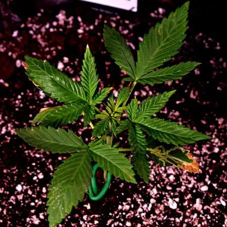 Sour Jealousy Auto