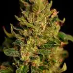 Big Bud Auto Outdoors