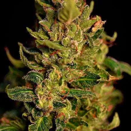 Big Bud Auto Outdoors