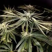 Kush Mintz by Barney's Farm