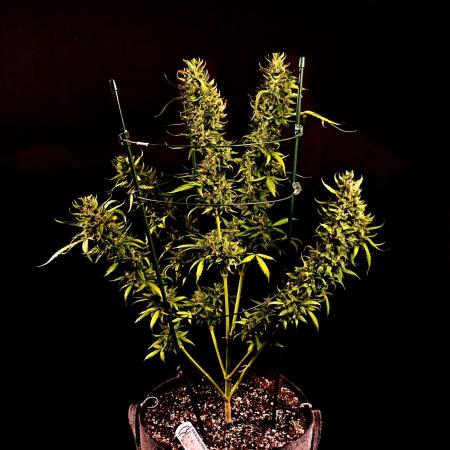 Big Bud Auto Outdoors