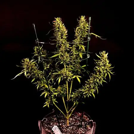 Big Bud Auto Outdoors
