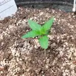 Permanent Jealousy Auto