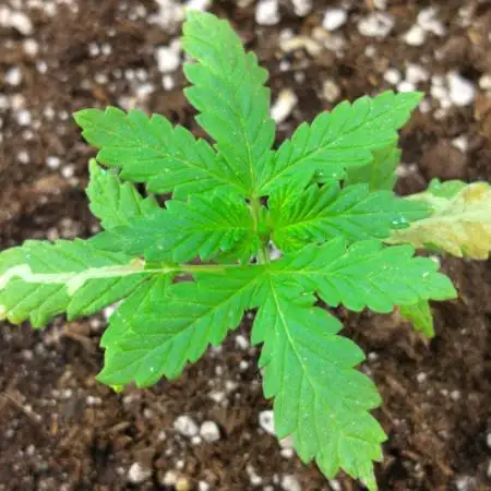 Frostbanger Auto