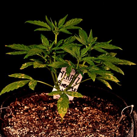 Pineapple Slush Auto